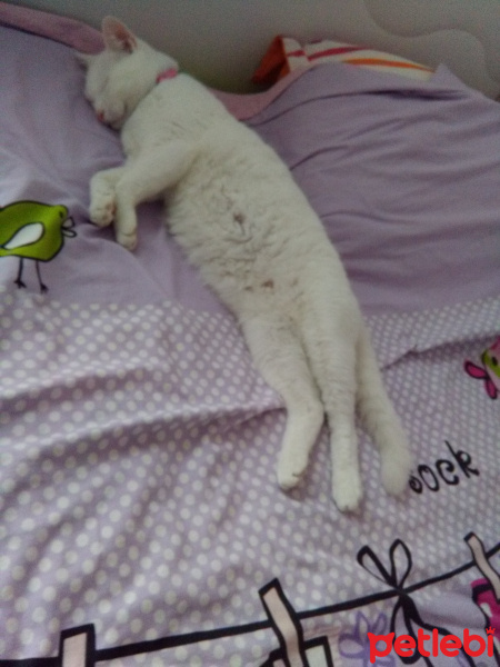 British Shorthair, Kedi  Pamuk  fotoğrafı