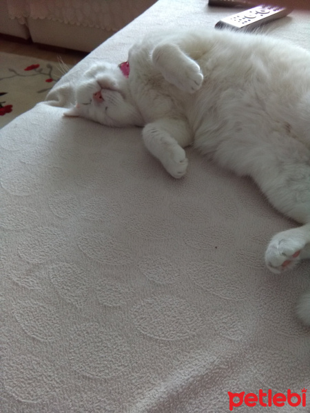 British Shorthair, Kedi  Pamuk  fotoğrafı