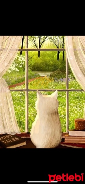 Chinchilla, Kedi  Süreyya fotoğrafı