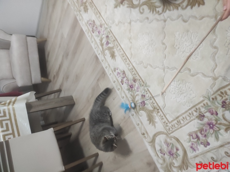 British Longhair, Kedi  Yaman fotoğrafı