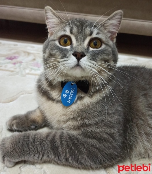 British Longhair, Kedi  Yaman fotoğrafı