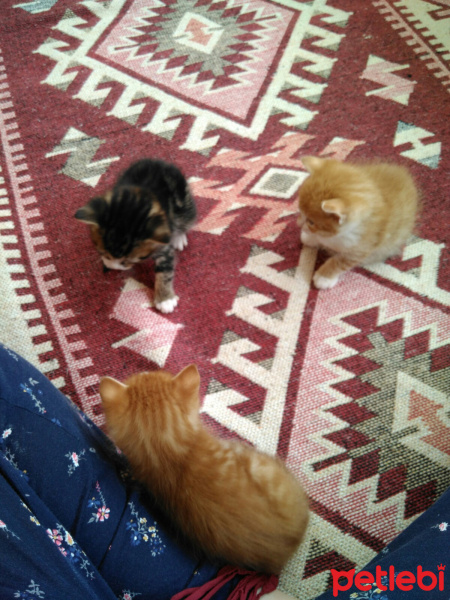 Tekir Kedi, Kedi  rıza ile şefika fotoğrafı