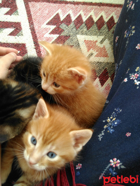 Tekir Kedi, Kedi  rıza ile şefika fotoğrafı