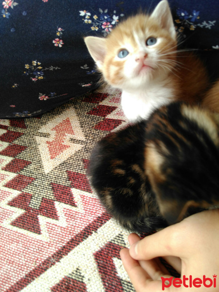 Tekir Kedi, Kedi  rıza ile şefika fotoğrafı