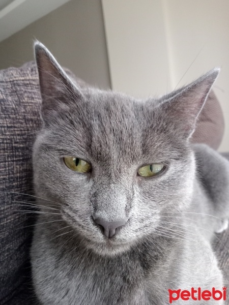 British Shorthair, Kedi  Fıstık fotoğrafı