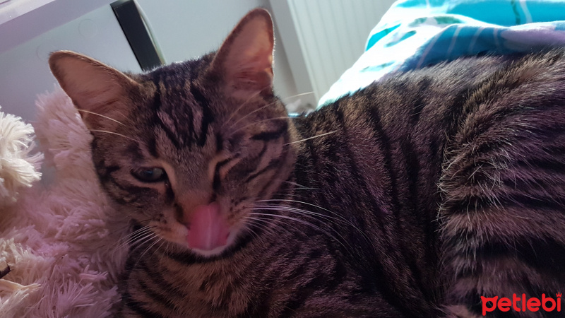 Tekir Kedi, Kedi  Mırmır fotoğrafı