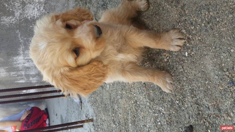 Amerikan Cocker Spaniel, Köpek  pegi fotoğrafı