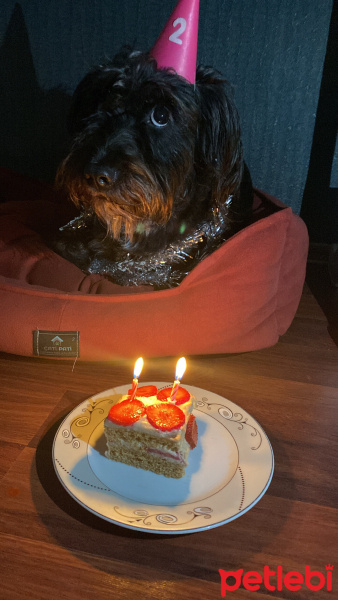 Tibet Terrieri, Köpek  Şila fotoğrafı