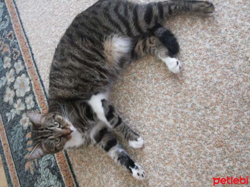 Tekir Kedi, Kedi  Lusi fotoğrafı