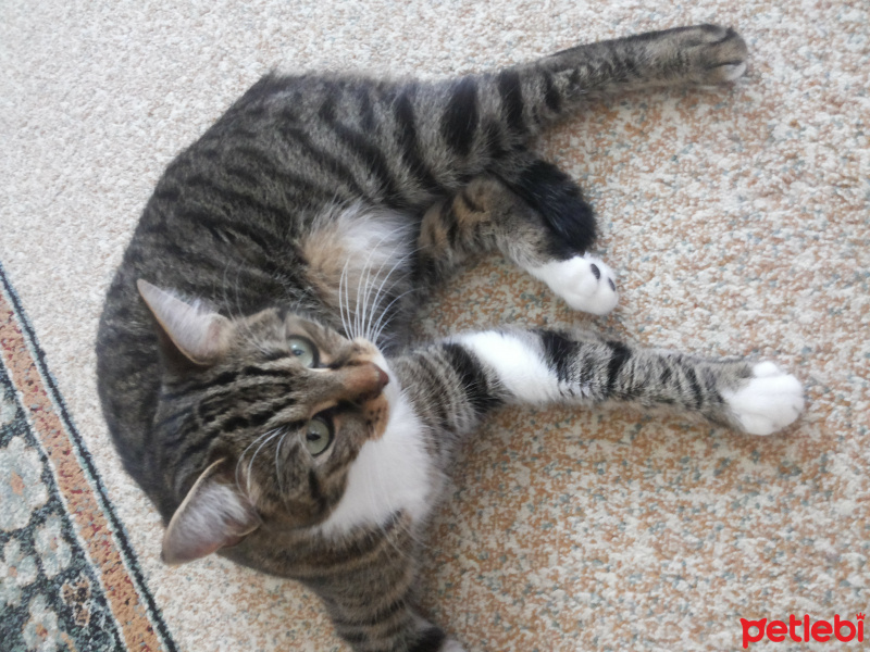 Tekir Kedi, Kedi  Lusi fotoğrafı
