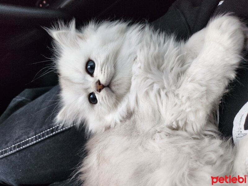 British Longhair, Kedi  Yaman fotoğrafı