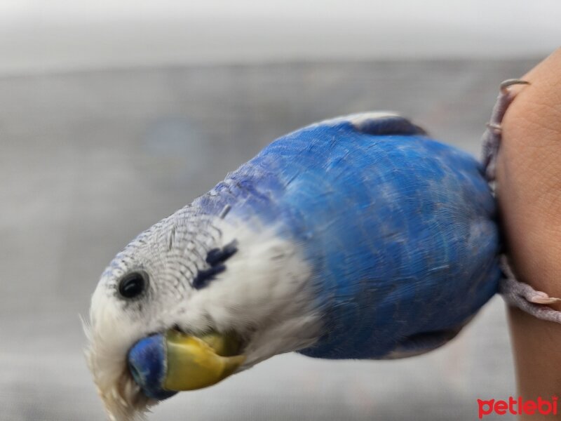 Muhabbet Kuşu, Kuş  Coşkun fotoğrafı