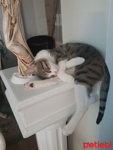 Tekir Kedi, Kedi  Mismis fotoğrafı