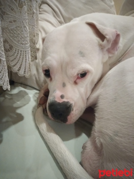 Dogo Arjantin, Köpek  Maya fotoğrafı