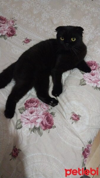 Scottish Fold, Kedi  Karaca fotoğrafı