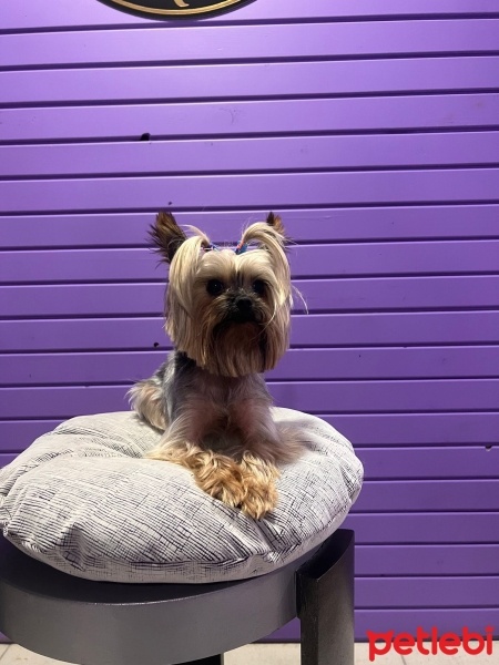 Yorkshire Terrier, Köpek  ASİL fotoğrafı