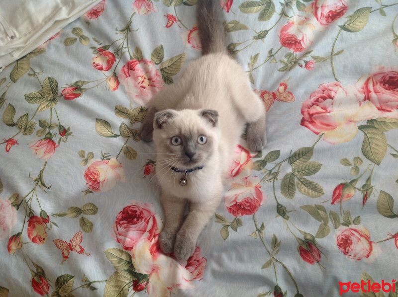 Scottish Fold, Kedi  Lidya fotoğrafı