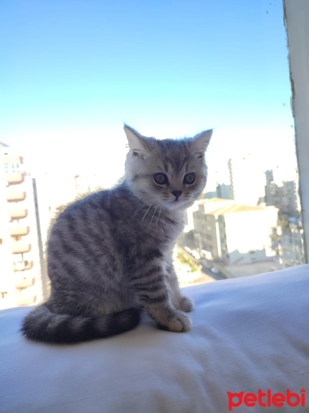 British Shorthair, Kedi  DUMAN fotoğrafı