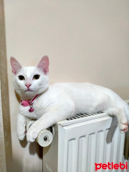 Ankara Kedisi, Kedi  Miya fotoğrafı