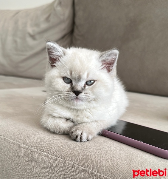 British Longhair, Kedi  Pecco fotoğrafı