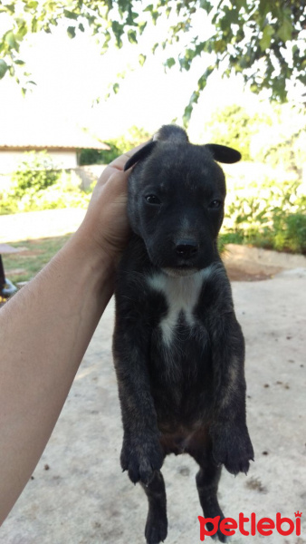 Amerikan Pitbull Terrier, Köpek  EZEL fotoğrafı