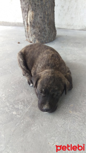 Amerikan Pitbull Terrier, Köpek  EZEL fotoğrafı