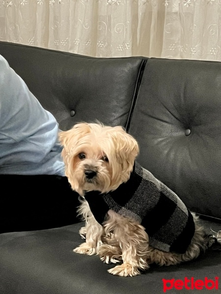 Yorkshire Terrier, Köpek  Odie fotoğrafı