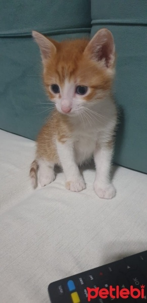 Tekir Kedi, Kedi  Mia yavruları fotoğrafı