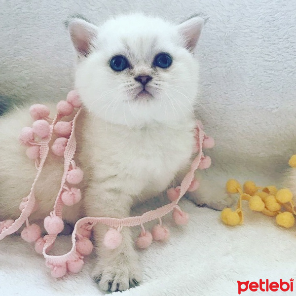 British Shorthair, Kedi  Olips fotoğrafı