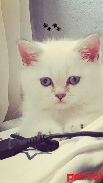British Shorthair, Kedi  Olips fotoğrafı