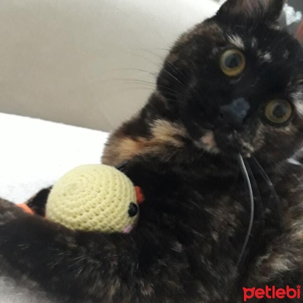 Tekir Kedi, Kedi  reyhan fotoğrafı
