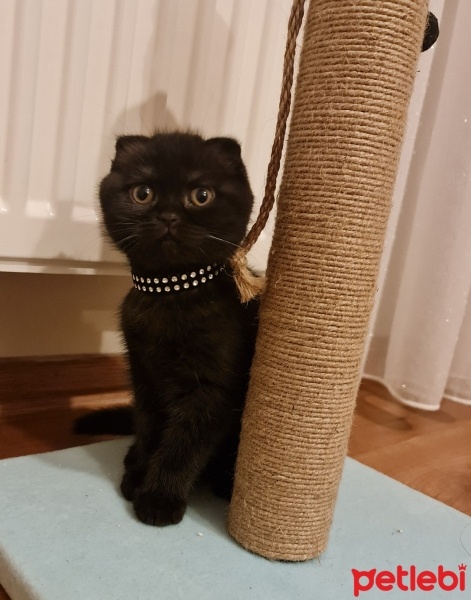 Scottish Fold, Kedi  Pakize fotoğrafı