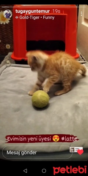 Sarman, Kedi  Latte fotoğrafı