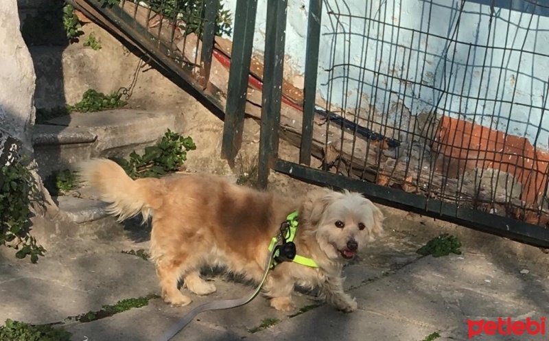 Maltese, Köpek  Venüs fotoğrafı