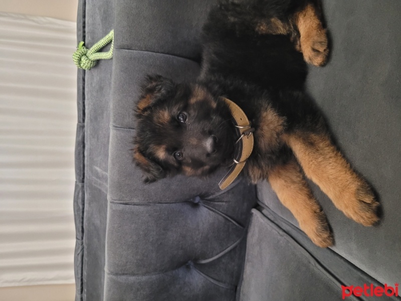 Alman Çoban Köpeği, Köpek  Çakır fotoğrafı