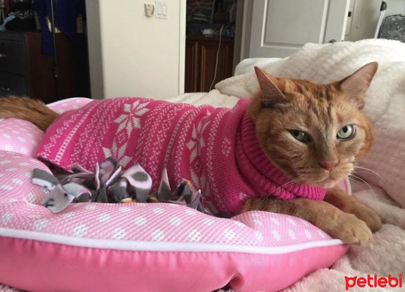 Tekir Kedi, Kedi  pati fotoğrafı
