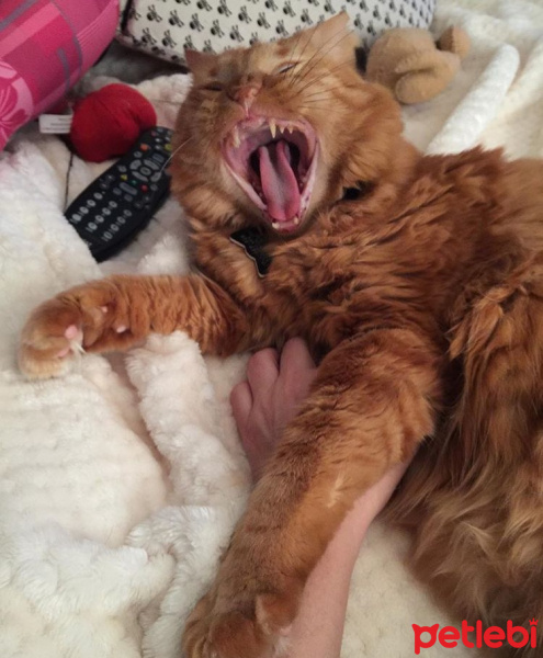 Tekir Kedi, Kedi  pati fotoğrafı