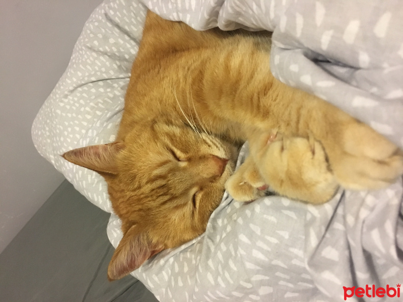 Tekir Kedi, Kedi  pati fotoğrafı