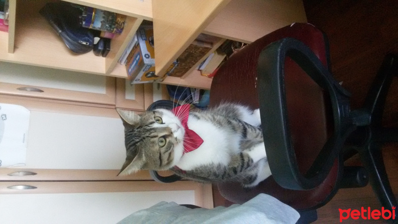 Tekir Kedi, Kedi  Merkür fotoğrafı