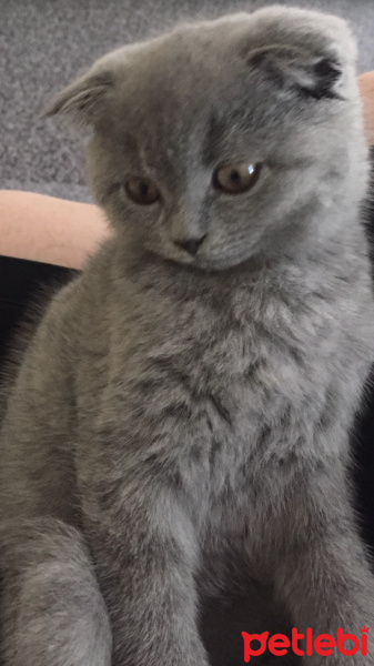 Scottish Fold, Kedi  Çakıl fotoğrafı