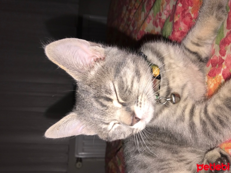 Tekir Kedi, Kedi  Gece fotoğrafı