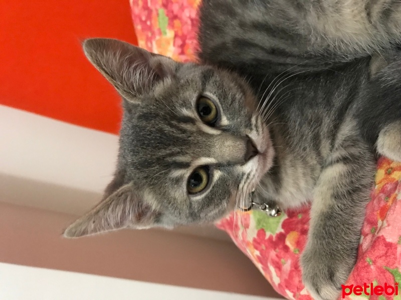 Tekir Kedi, Kedi  Gece fotoğrafı
