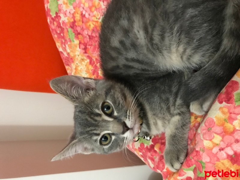 Tekir Kedi, Kedi  Gece fotoğrafı