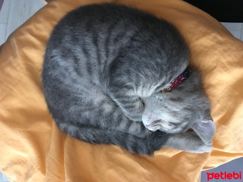 Tekir Kedi, Kedi  Gece fotoğrafı