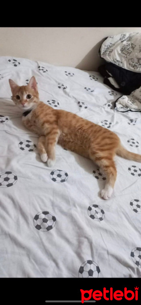 Sarman, Kedi  Tarçın fotoğrafı