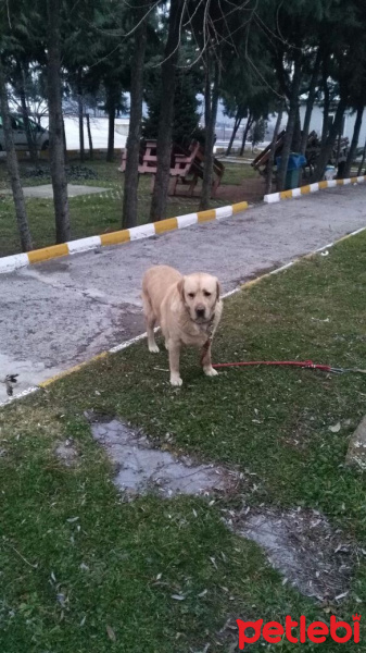 Labrador Retriever, Köpek  aslan fotoğrafı