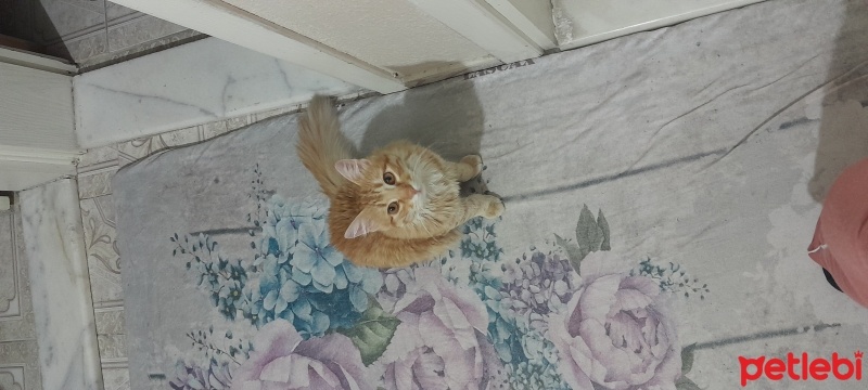 Sarman, Kedi  Karamel fotoğrafı