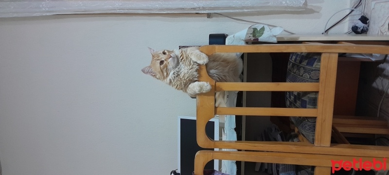 Sarman, Kedi  Karamel fotoğrafı