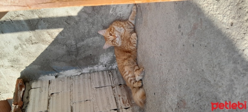 Sarman, Kedi  Karamel fotoğrafı