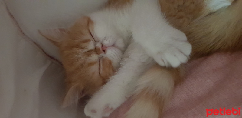 Exotic Shorthair, Kedi  Pamuk fotoğrafı
